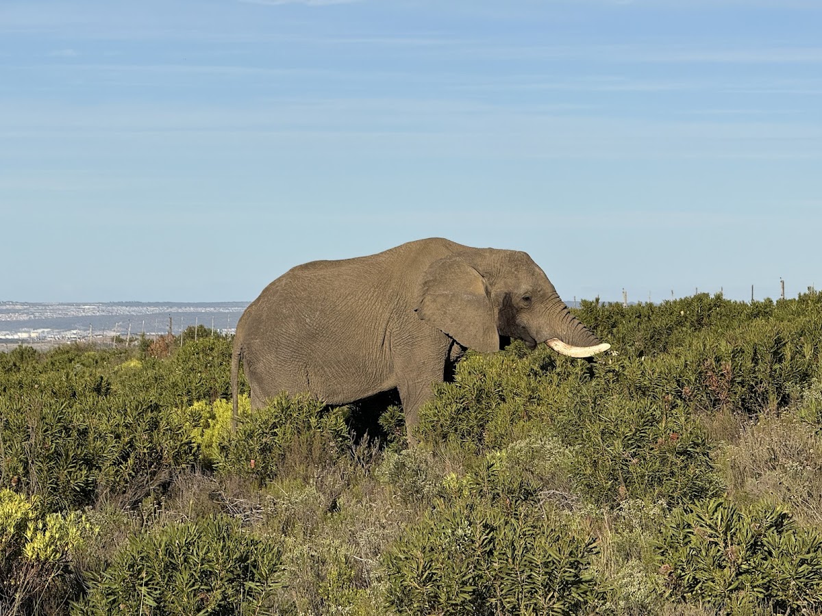 Hotspots2c Tours — tour operator in Cape Town, South Africa – photo 4