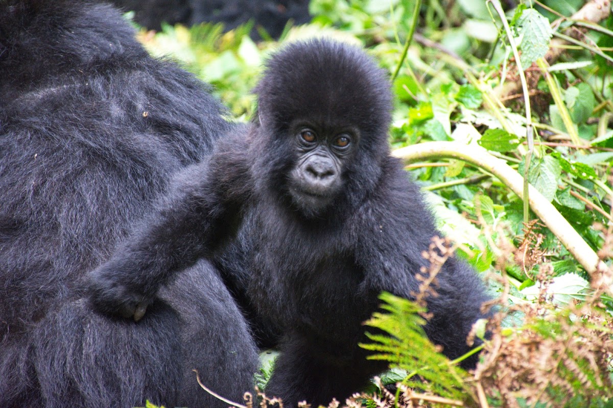 Beautiful Rwanda Tours — tour operator in KN 3 Ave, Rwanda – photo 3