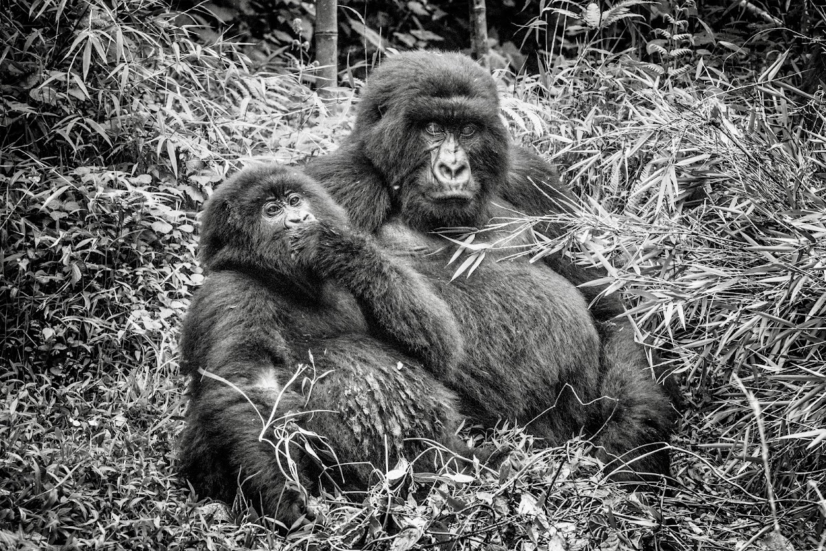 Beautiful Rwanda Tours — tour operator in KN 3 Ave, Rwanda – photo 5