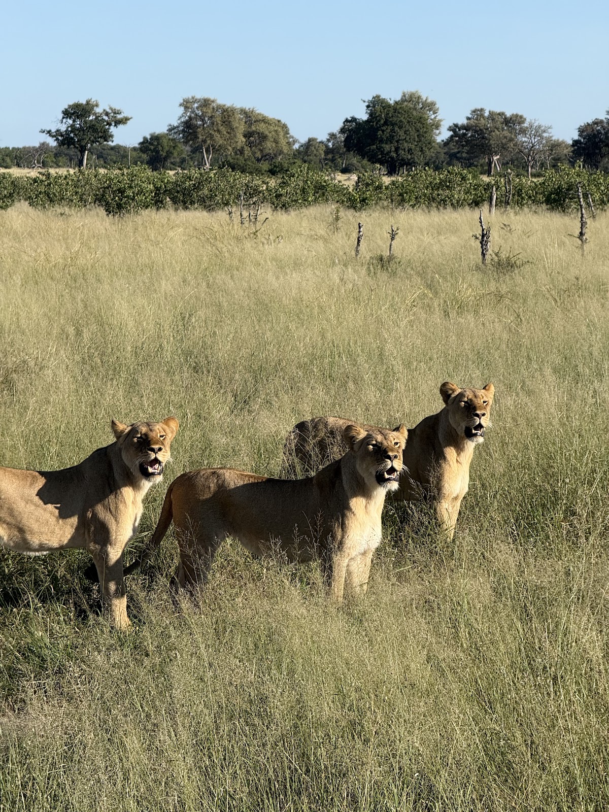 Zazu Voyage — tour operator in Adam Stander Dr, Zimbabwe – photo 3