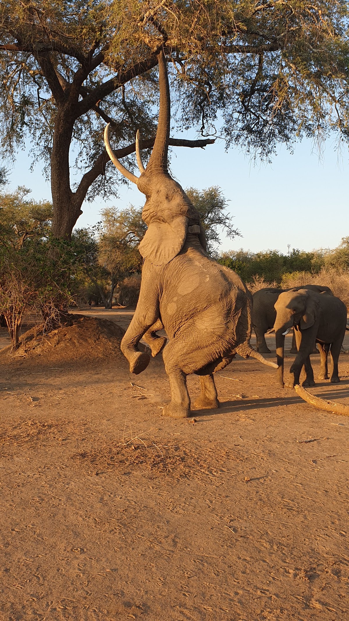 Zazu Voyage — tour operator in Adam Stander Dr, Zimbabwe – photo 2