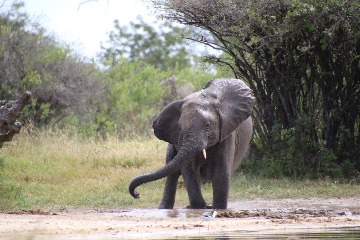 Zazu Voyage — tour operator in Adam Stander Dr, Zimbabwe – photo 1