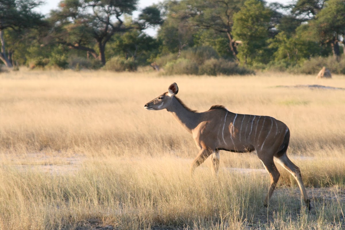 Zazu Voyage — tour operator in Adam Stander Dr, Zimbabwe – photo 6