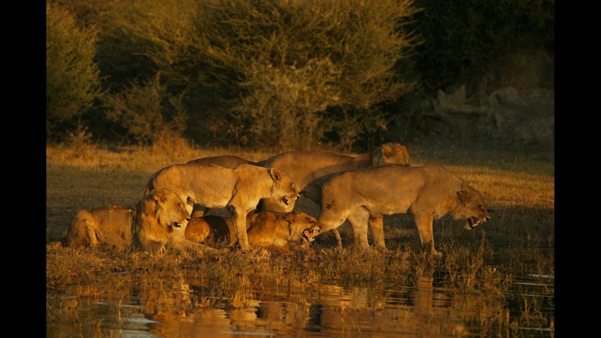 African Safari Group — tour operator in Cape Town, South Africa – photo 1