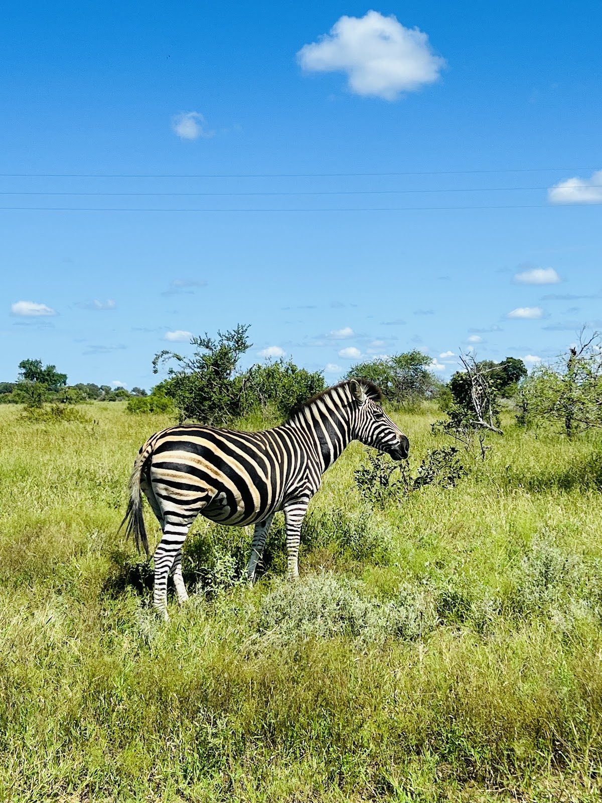 African Safari Group — tour operator in Cape Town, South Africa – photo 5