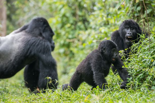 Seek Wild Africa – Rwanda Gorilla Trekking Tours & Wildlife Safaris — tour operator in KG 111 St, Rwanda – photo 1