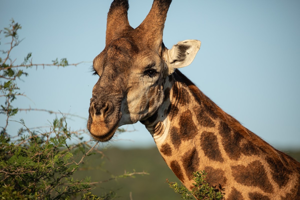 Timeless Africa Safaris — tour operator in Cape Town, South Africa – photo 2