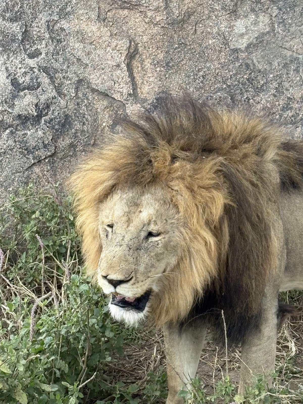 Timeless Africa Safaris — tour operator in Cape Town, South Africa – photo 4