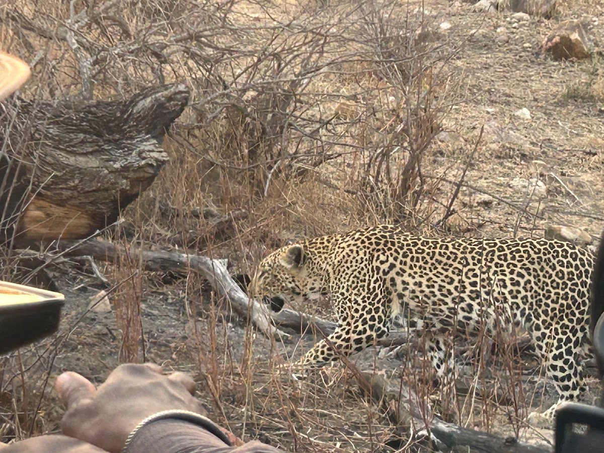Timeless Africa Safaris — tour operator in Cape Town, South Africa – photo 6