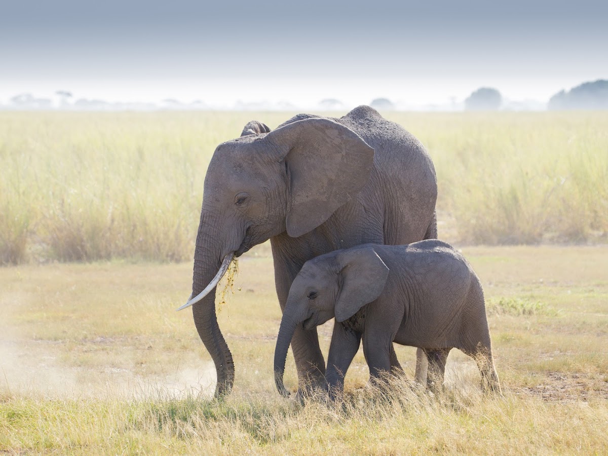 Timeless Africa Safaris — tour operator in Cape Town, South Africa – photo 1