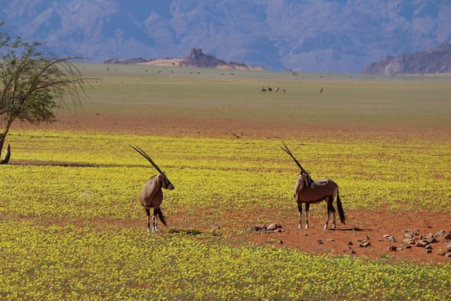 Timeless Africa Safaris — tour operator in Cape Town, South Africa – photo 5