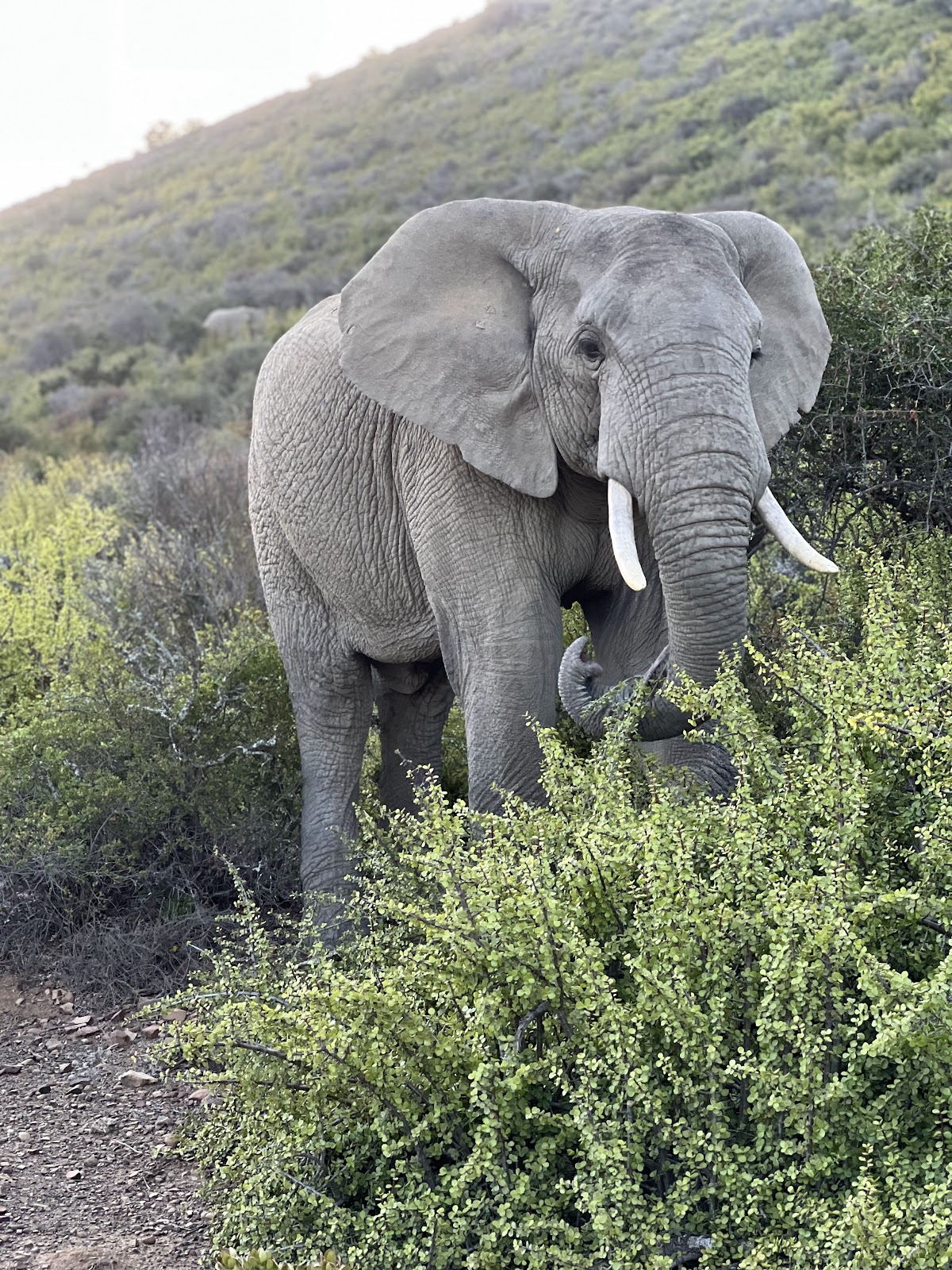 Timeless Africa Safaris — tour operator in Cape Town, South Africa – photo 3