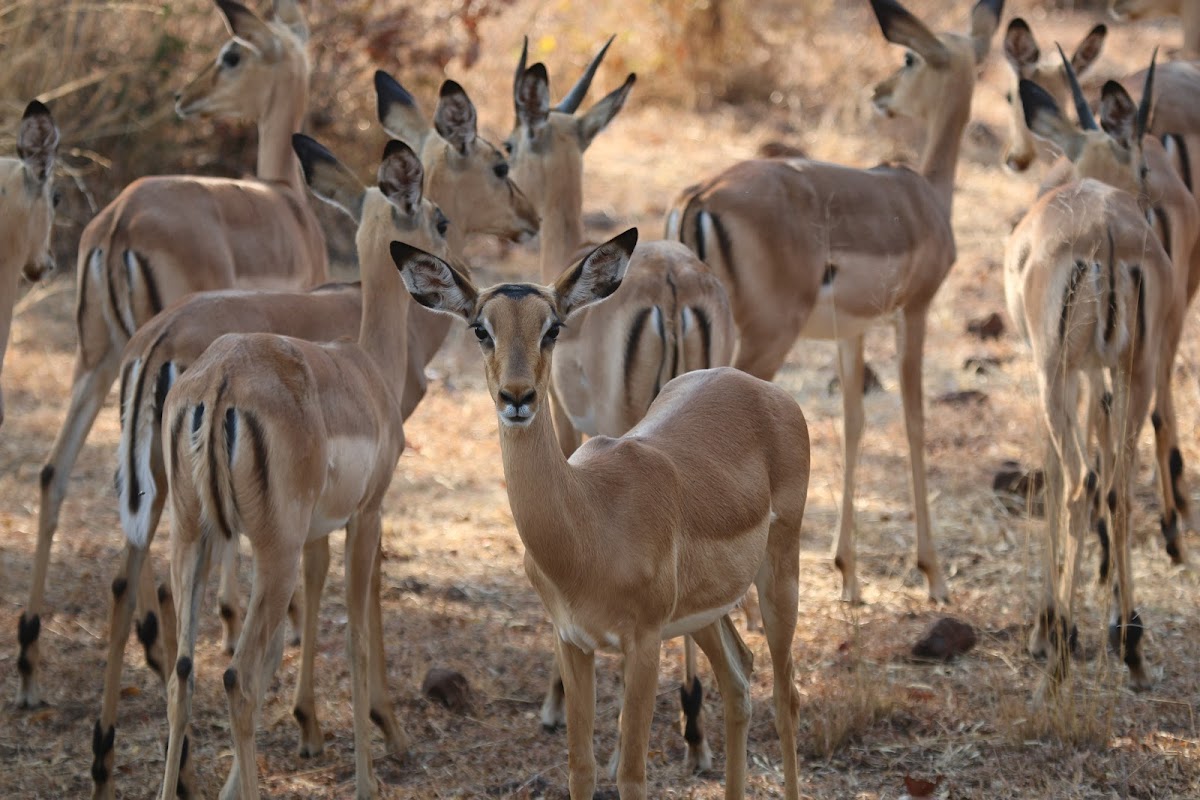 Chongwen Safaris & Tours — tour operator in & Livingstone Way, Zimbabwe – photo 3