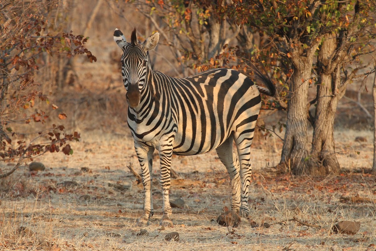 Chongwen Safaris & Tours — tour operator in & Livingstone Way, Zimbabwe – photo 4