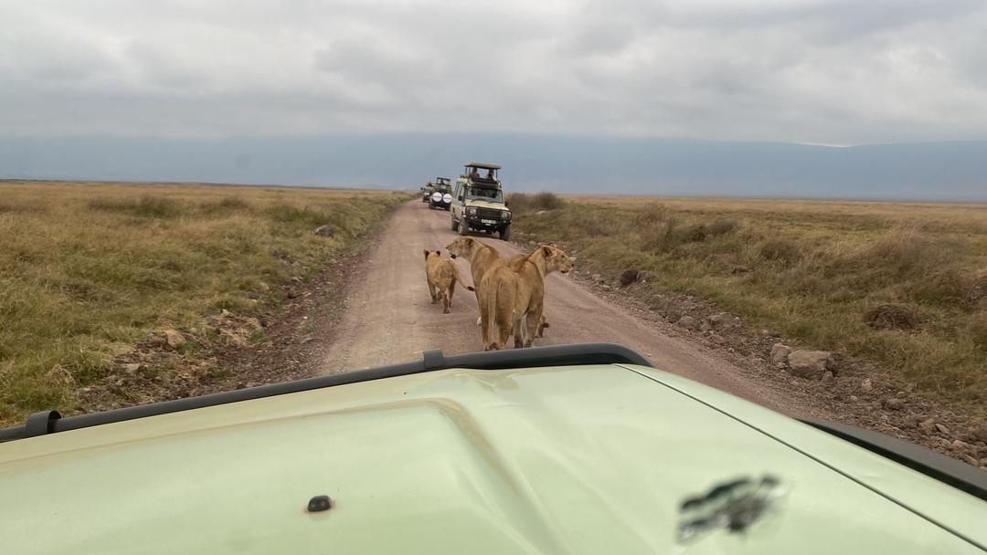 Bon Voyage Travel Centre - Safaris Tanzania — tour operator in Ali Hassan Mwinyi Rd, Tanzania – photo 2