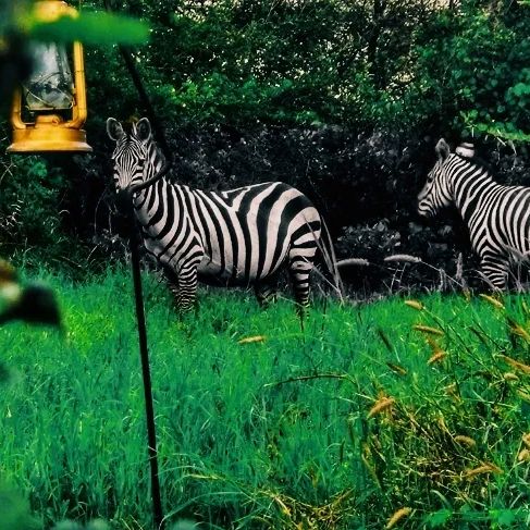 The African tour guide — tour operator in Sukumashara St, Tanzania – photo 6