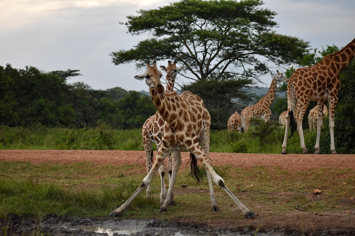 Katella Uganda Safaris — tour operator in Mukono Seeta, Uganda – photo 2