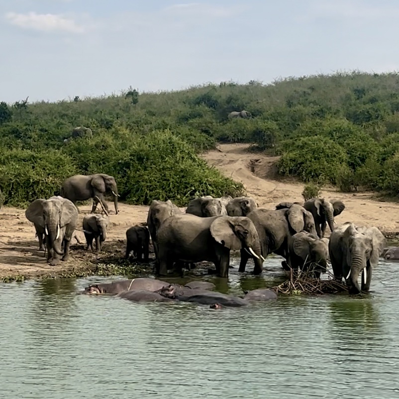 Katella Uganda Safaris — tour operator in Mukono Seeta, Uganda – photo 5