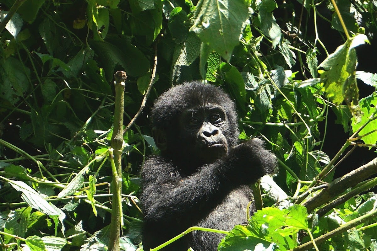 Katella Uganda Safaris — tour operator in Mukono Seeta, Uganda – photo 1