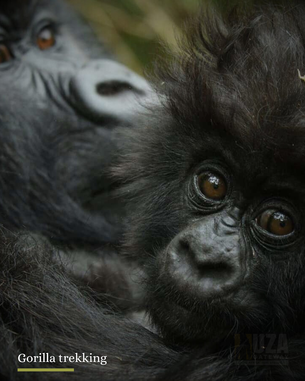 Huza Gateway Safaris — tour operator in KG 8 Ave, Rwanda – photo 2