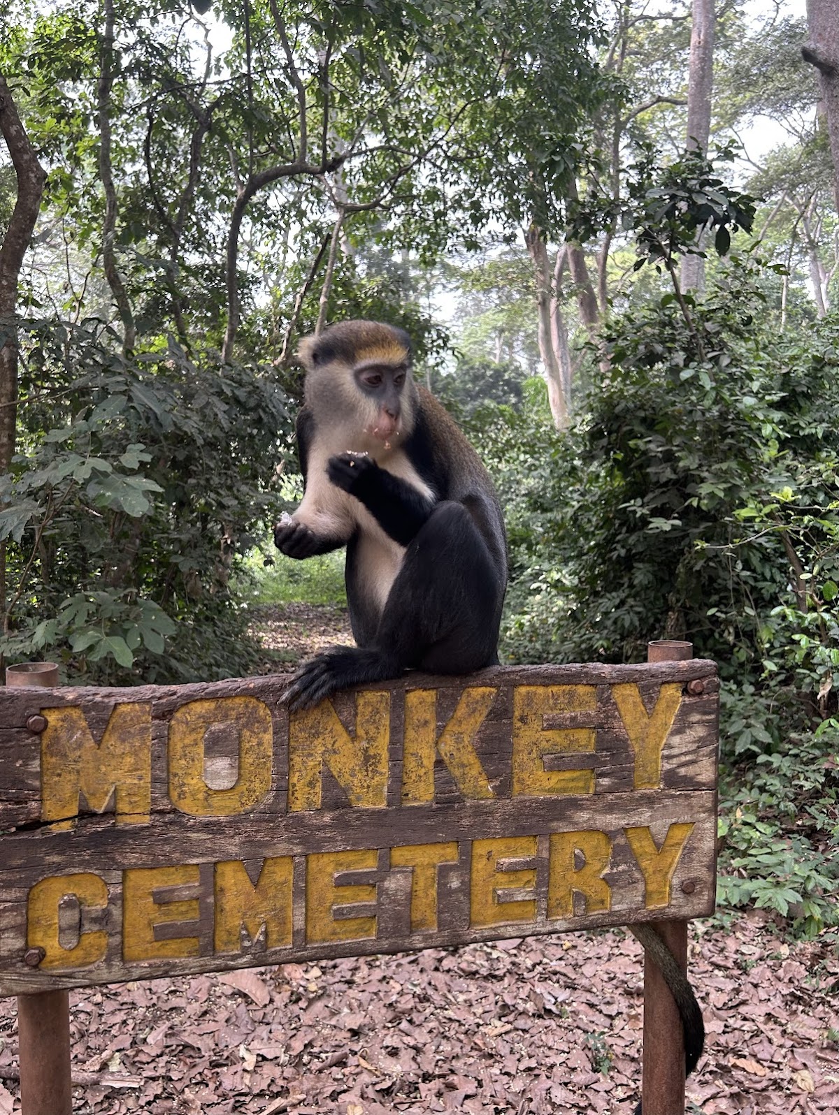 Nyonkopa Eco Tours — tour operator in Amrahia, Ghana – photo 6