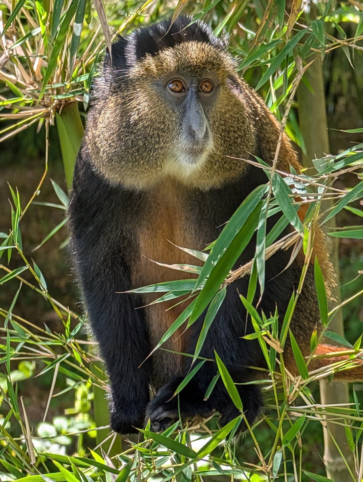 Universal Ventures -Gorilla trekking Rwanda-wildlife safari Rwanda-visit Rwanda. — tour operator in KK 15 Rd, Rwanda – photo 6