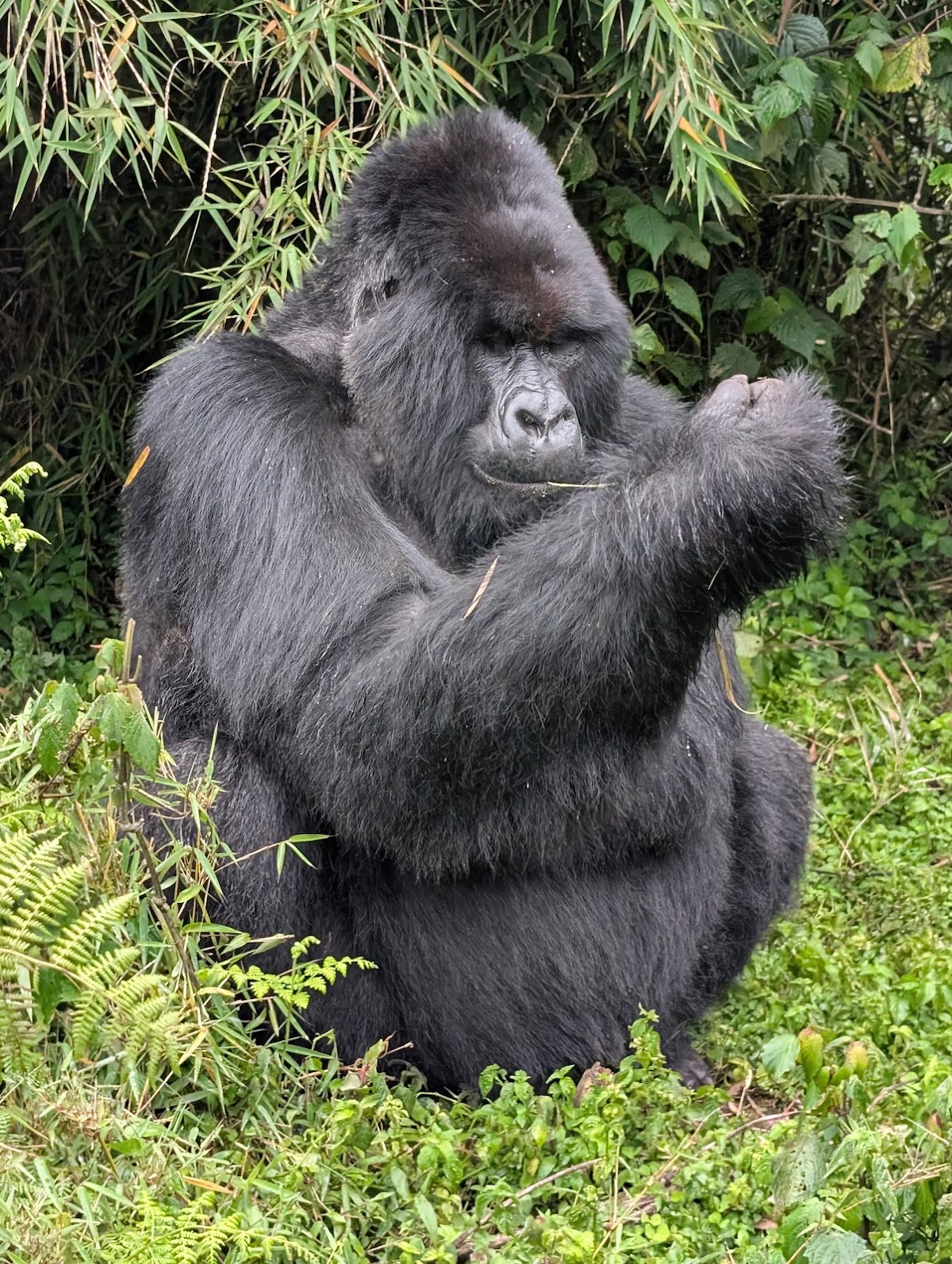 Universal Ventures -Gorilla trekking Rwanda-wildlife safari Rwanda-visit Rwanda. — tour operator in KK 15 Rd, Rwanda – photo 1