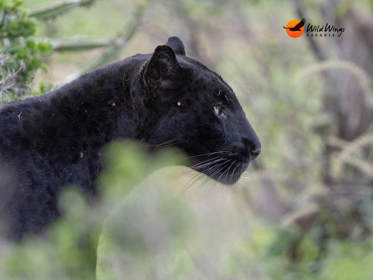 Wild Wings Safaris — tour operator in George, South Africa – photo 1