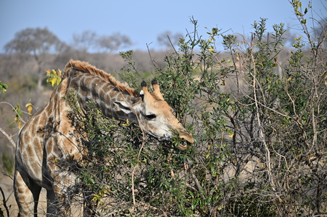 Wild Wings Safaris — tour operator in George, South Africa – photo 2