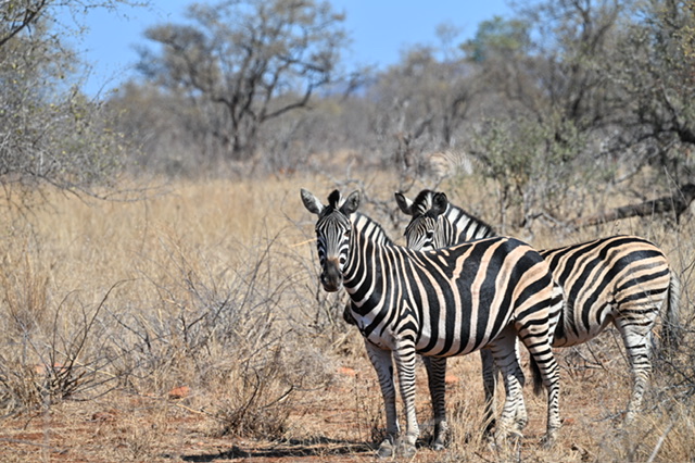 Wild Wings Safaris — tour operator in George, South Africa – photo 6