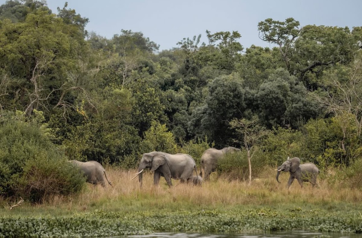 Iriza Tours & Safaris — tour operator in KN 78 St, Rwanda – photo 2