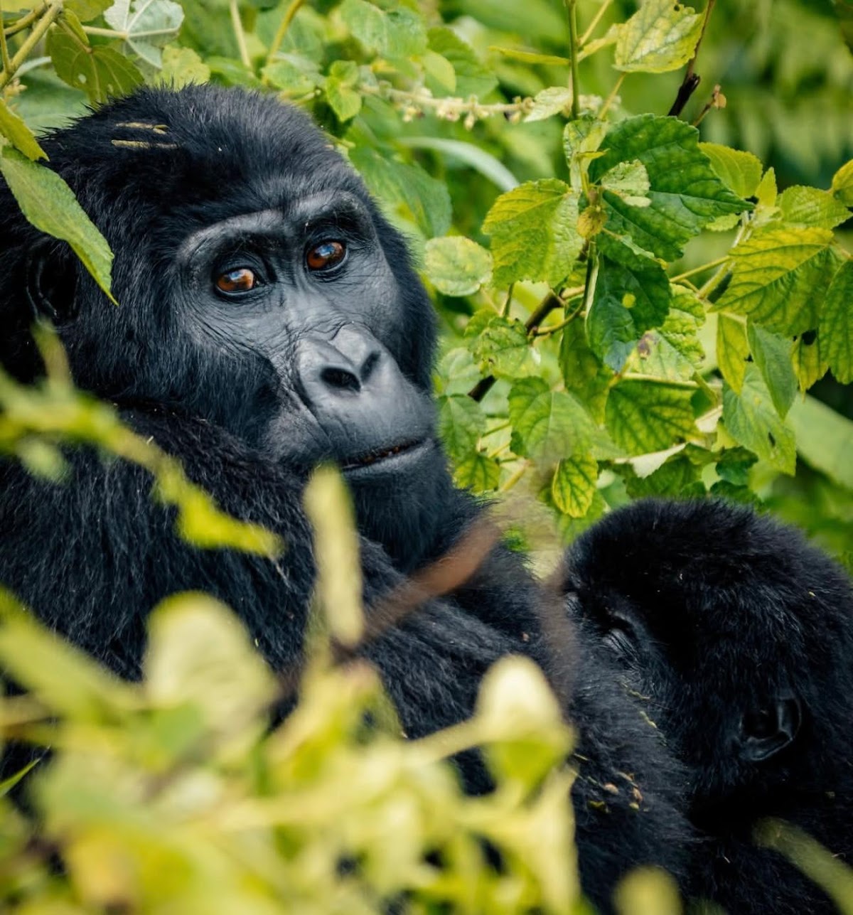 Iriza Tours & Safaris — tour operator in KN 78 St, Rwanda – photo 1