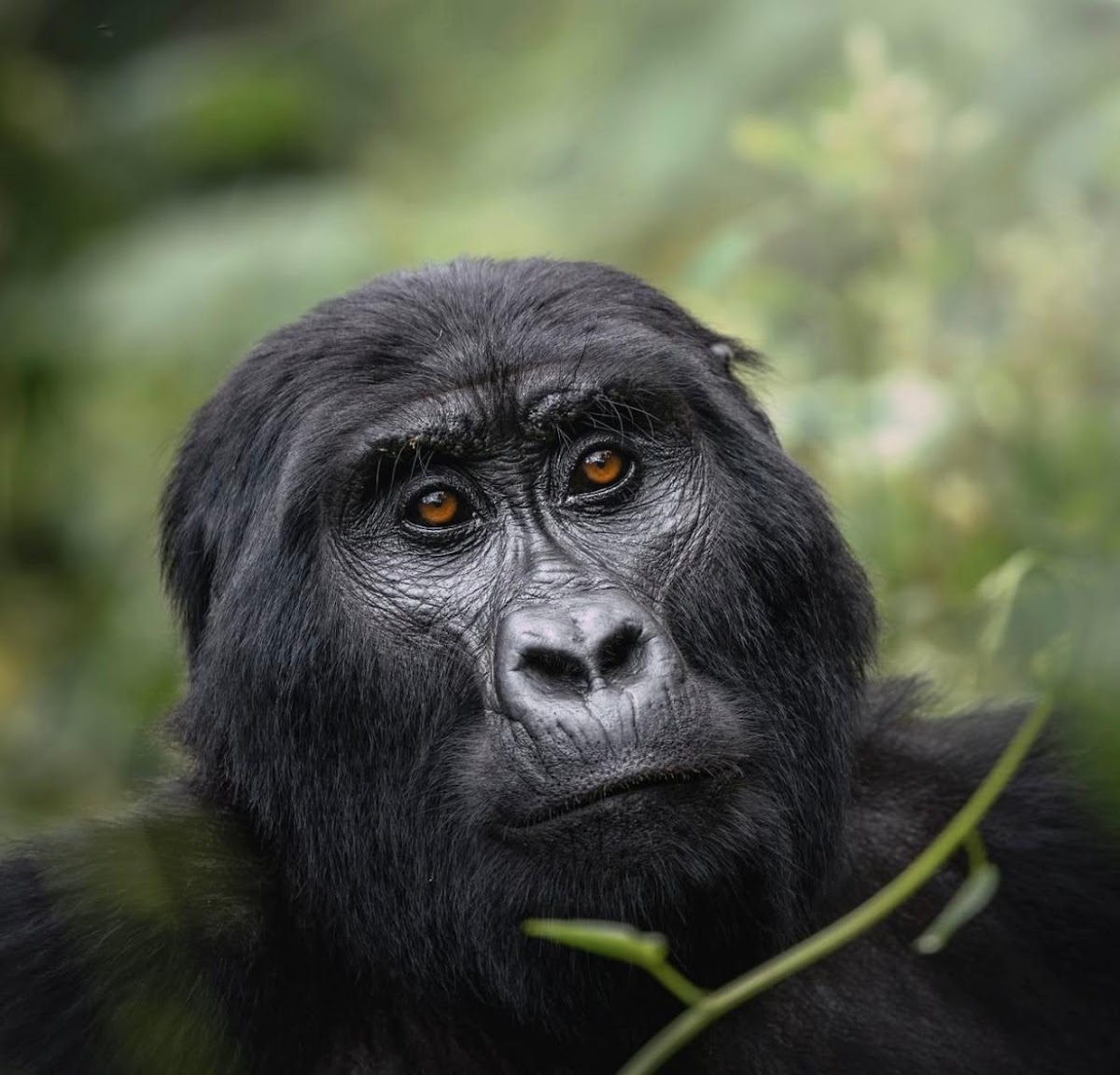 Iriza Tours & Safaris — tour operator in KN 78 St, Rwanda – photo 3