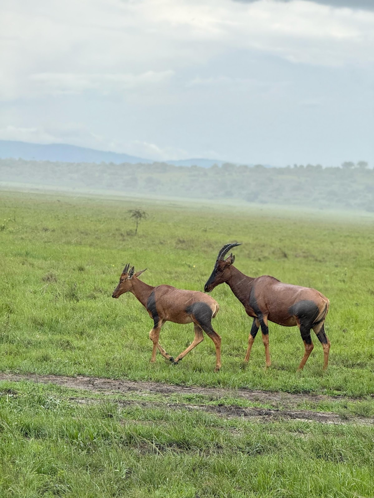 Iriza Tours & Safaris — tour operator in KN 78 St, Rwanda – photo 5