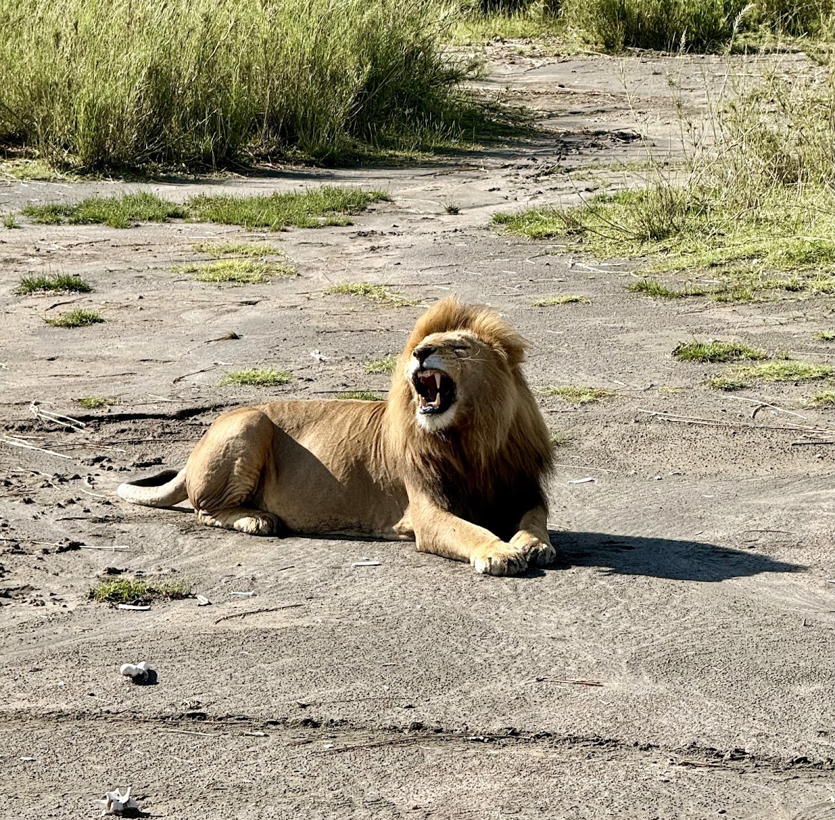 Lion King Adventures Tanzania Luxury Safari — tour operator in Arusha, Tanzania – photo 6
