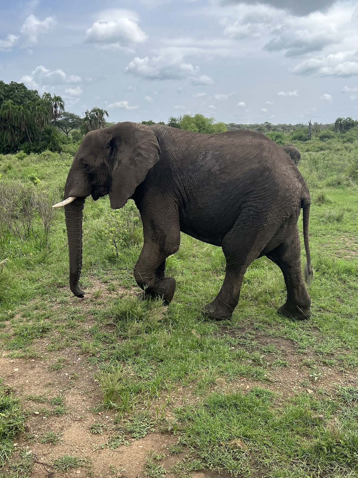 Lion King Adventures Tanzania Luxury Safari — tour operator in Arusha, Tanzania – photo 2