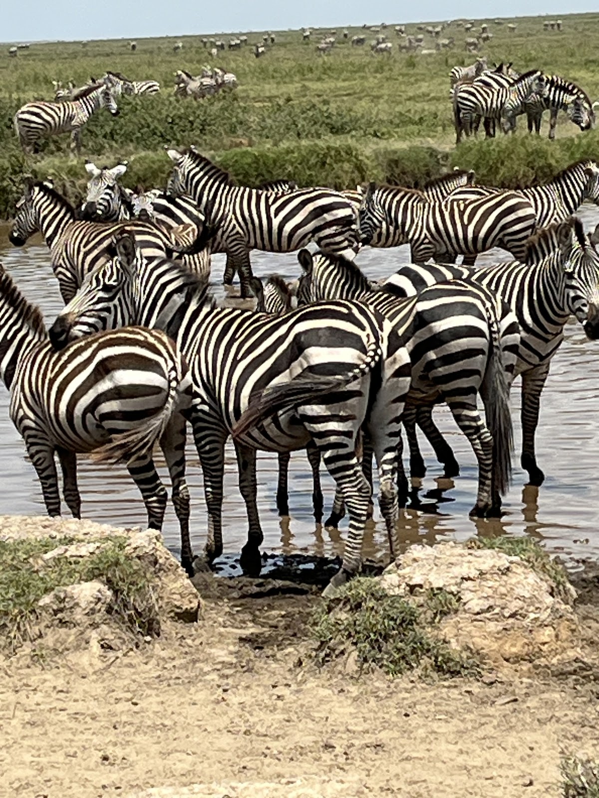 Lion King Adventures Tanzania Luxury Safari — tour operator in Arusha, Tanzania – photo 4