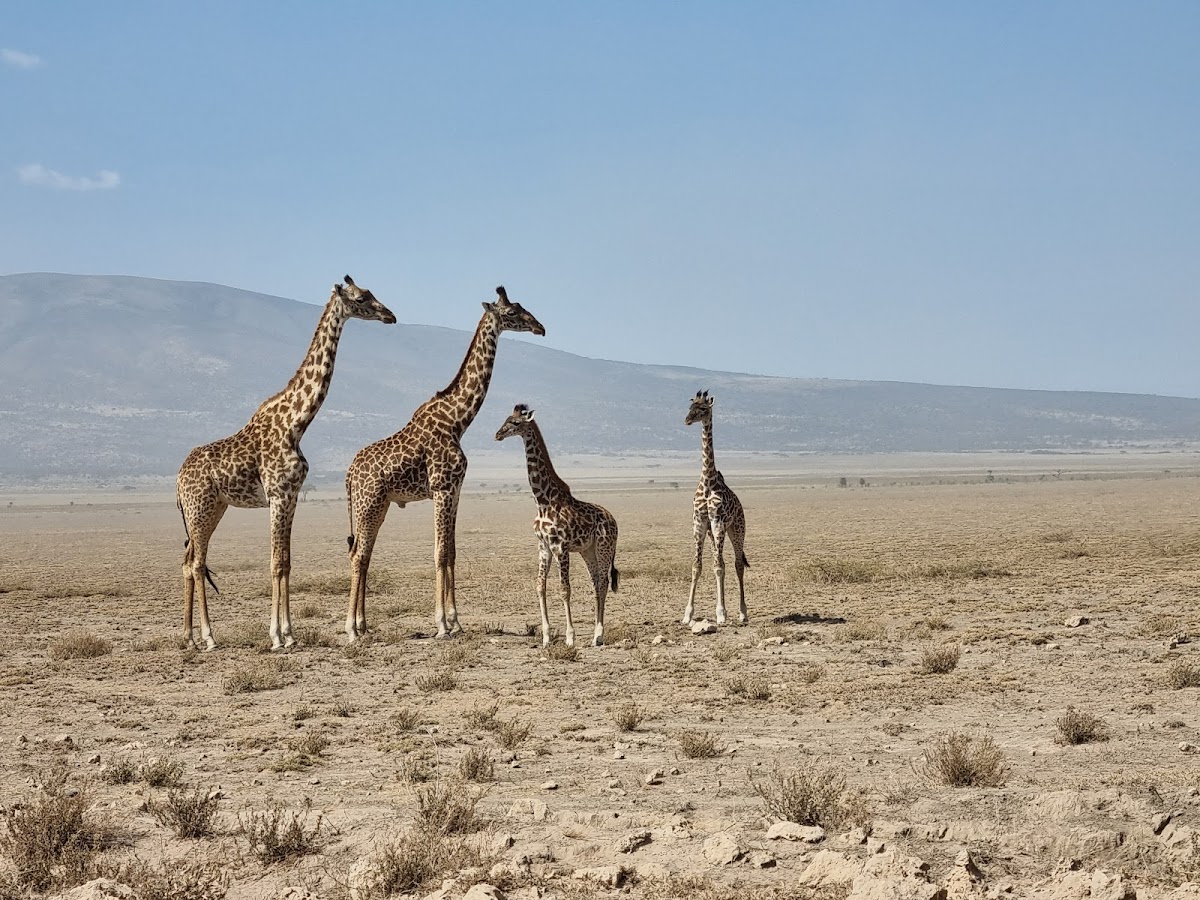 Lion King Adventures Tanzania Luxury Safari — tour operator in Arusha, Tanzania – photo 3