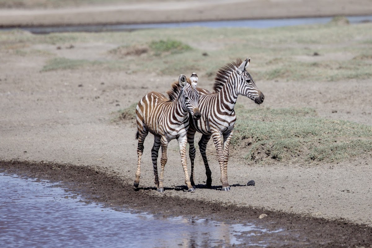 Lion King Adventures Tanzania Luxury Safari — tour operator in Arusha, Tanzania – photo 5
