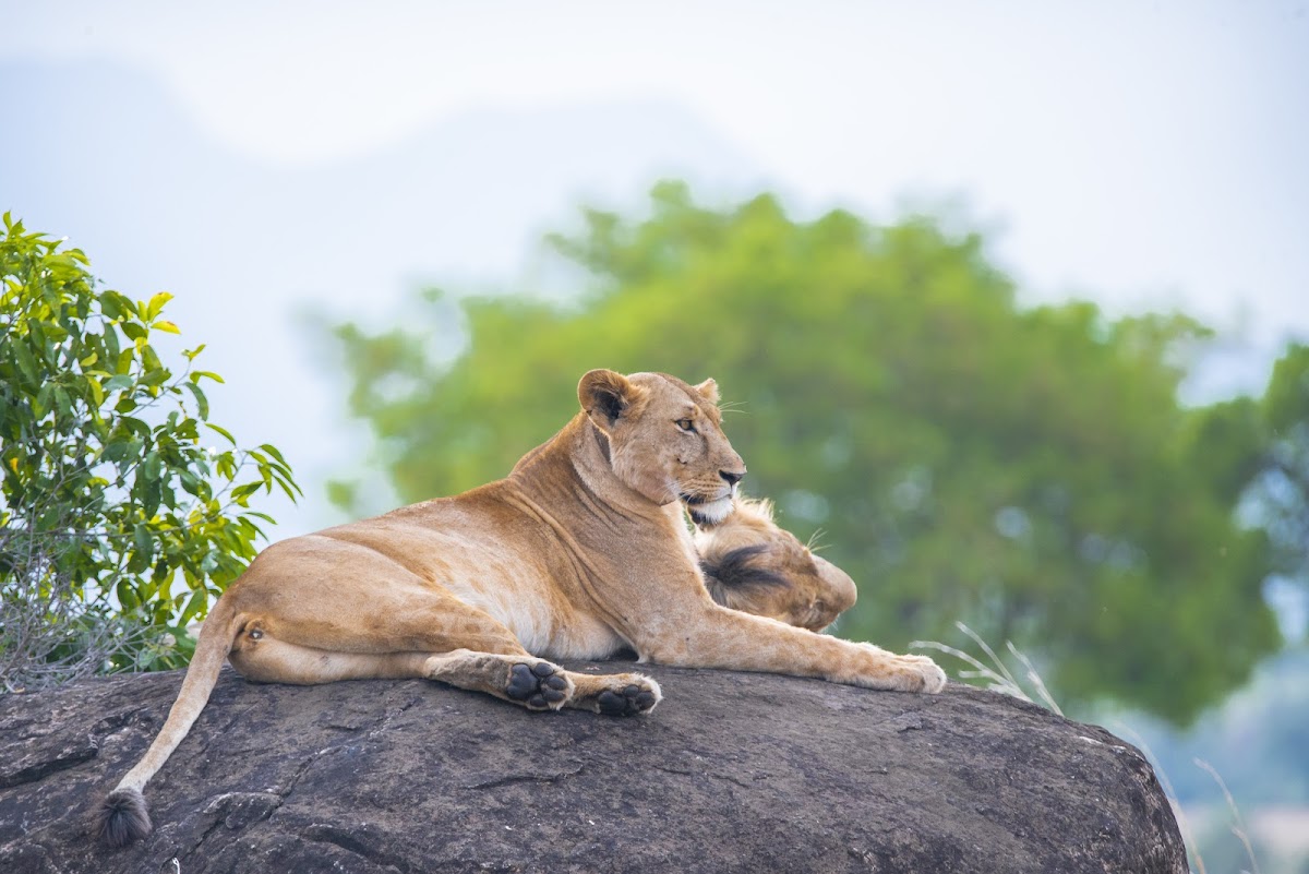 Great Lakes Safaris Ltd — tour operator in Plot 1001 Mutungo Tank Rd, Uganda – photo 3