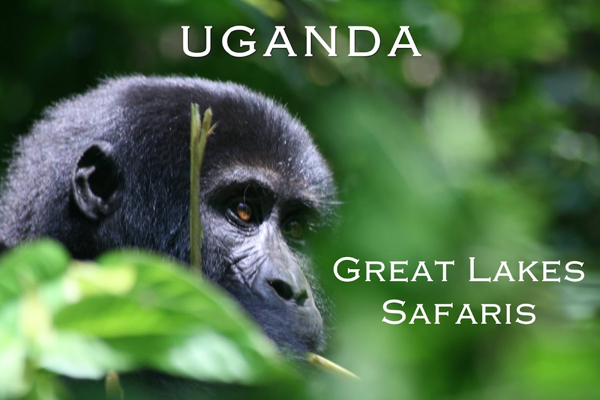 Great Lakes Safaris Ltd — tour operator in Plot 1001 Mutungo Tank Rd, Uganda – photo 1