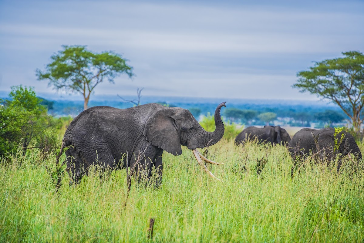 Great Lakes Safaris Ltd — tour operator in Plot 1001 Mutungo Tank Rd, Uganda – photo 2