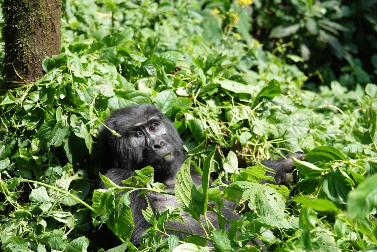 SAM UG TOUR GUIDE DRIVER — tour operator in Saaka road Home bliss, Uganda – photo 2