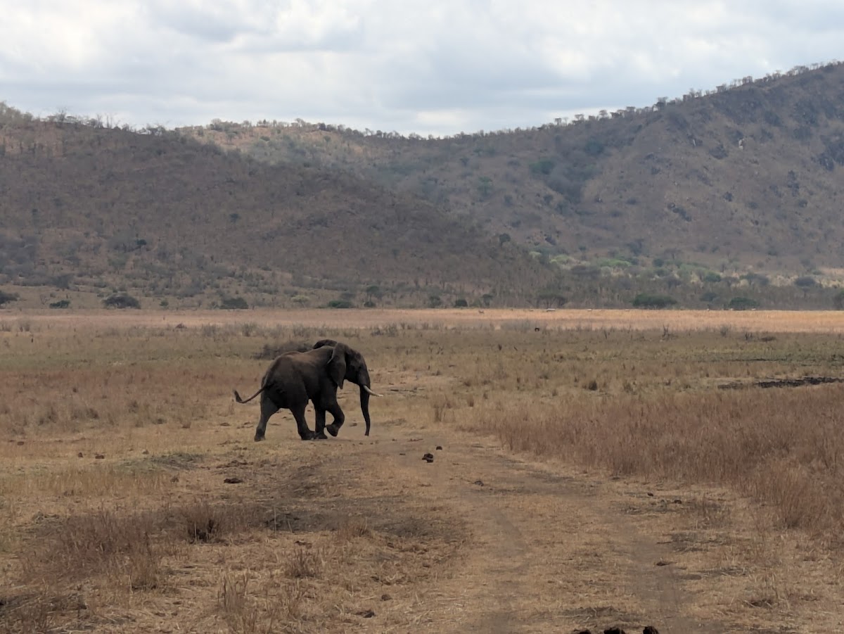 Geofrey Tour Guide Tanzania ๐น๐ฟ โ tour operator in Maguzoni, Tanzania โ photo 4