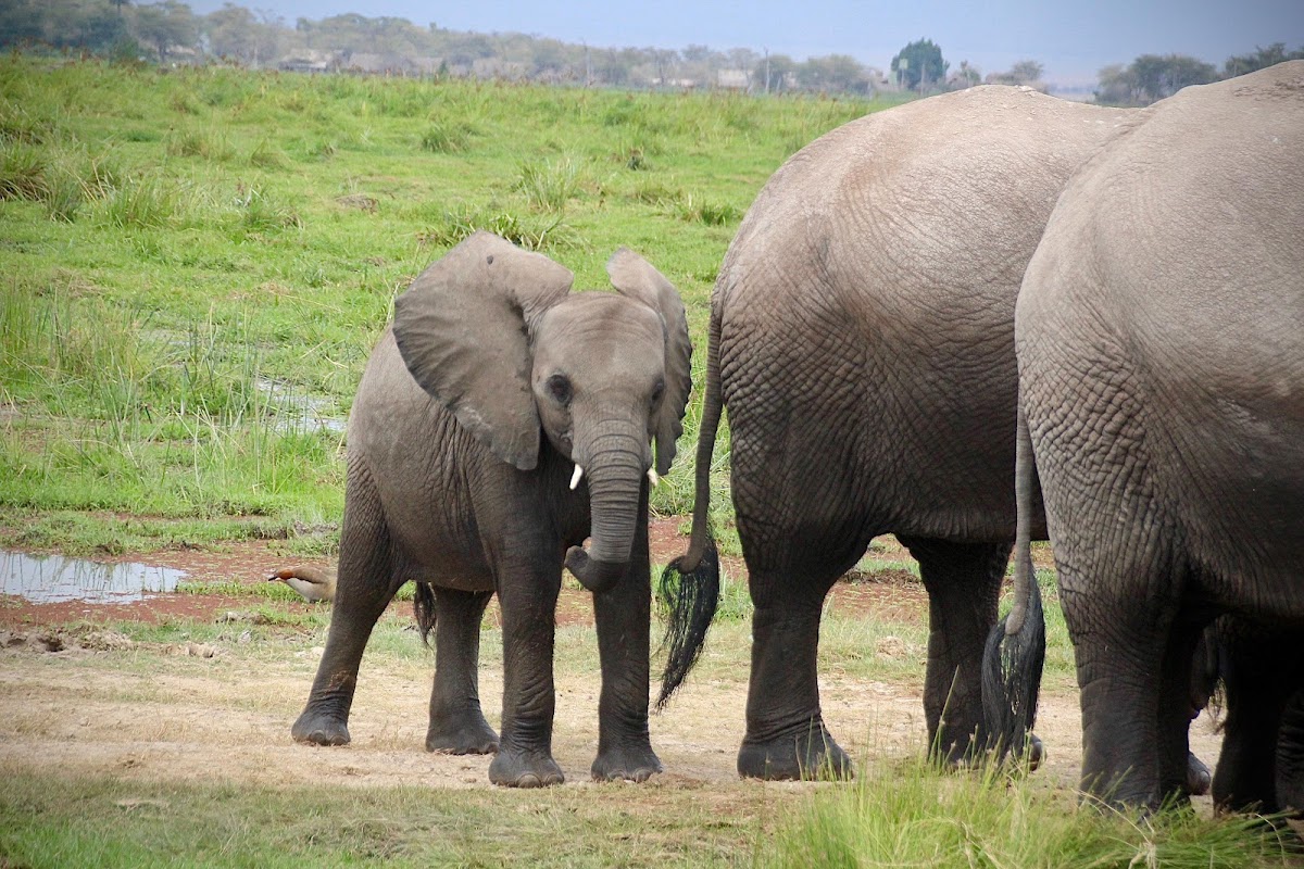 Golden Rwanda Expeditions — tour operator in 4 St, Rwanda – photo 6