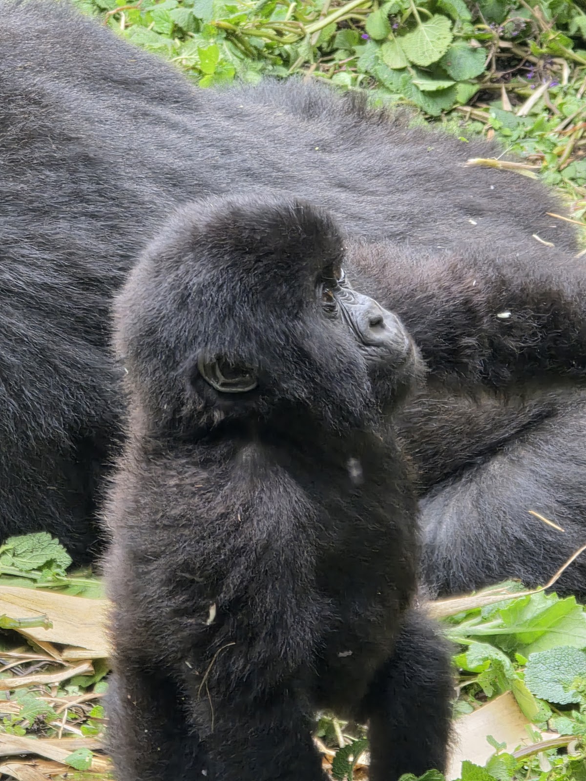 Golden Rwanda Expeditions — tour operator in 4 St, Rwanda – photo 4