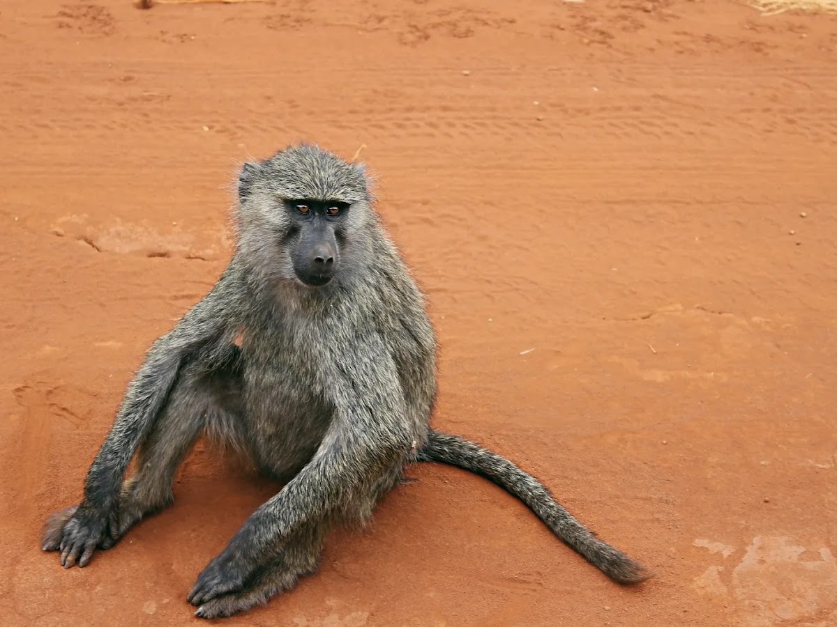 Safari Local guide Abou — tour operator in NM 28 Street, Rwanda – photo 6