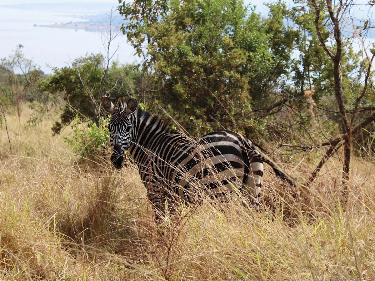 Safari Local guide Abou — tour operator in NM 28 Street, Rwanda – photo 3