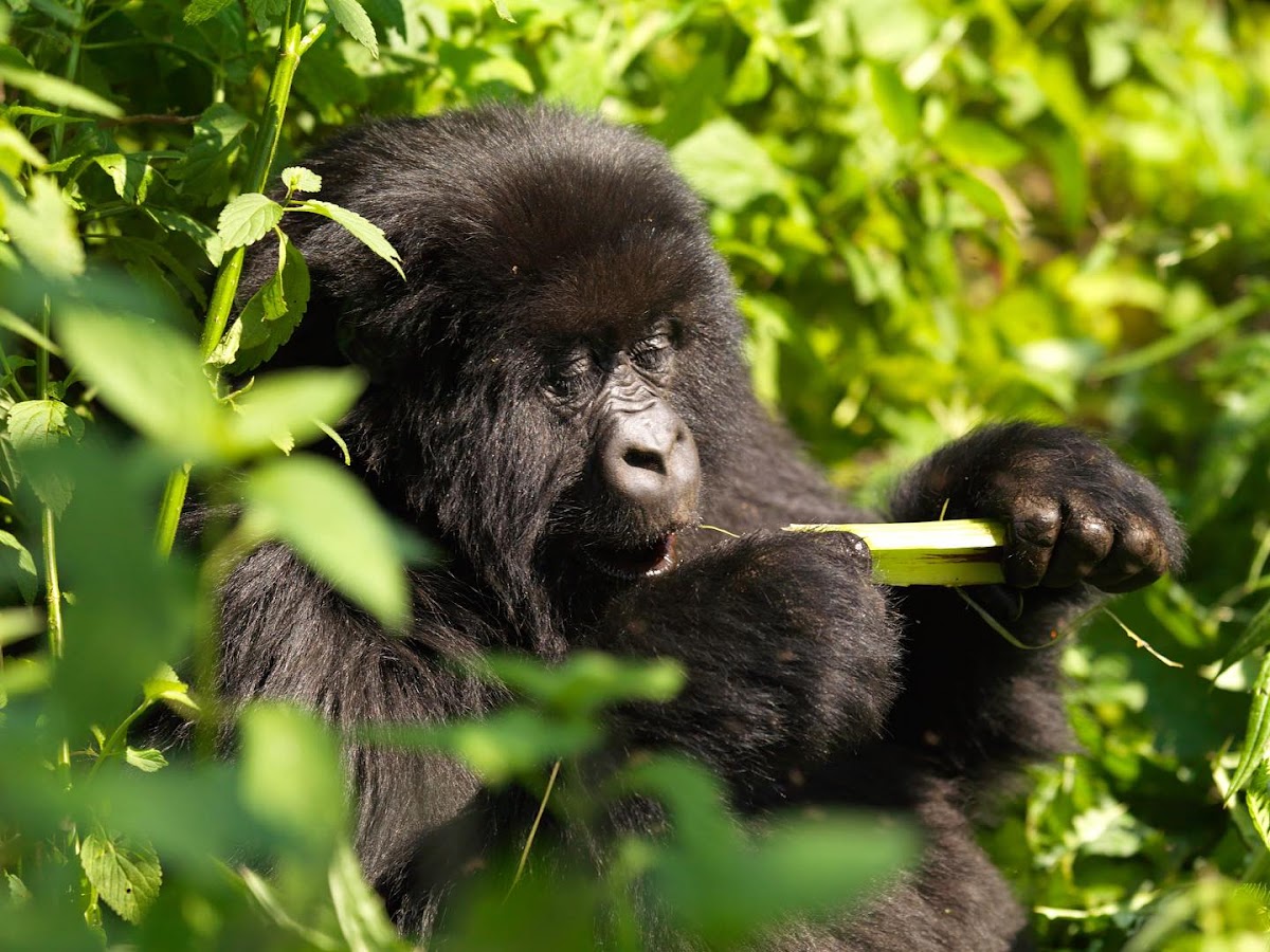 AGASARO SAFARIS — tour operator in Kenneth Dale, Uganda – photo 5