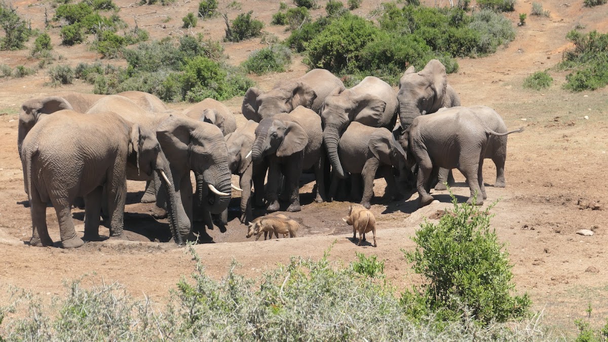 Into Tours — tour operator in Gqeberha, South Africa – photo 3